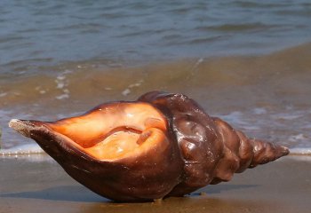 海螺雕塑-室内摆放的棕色的玻璃钢喷漆海螺雕塑