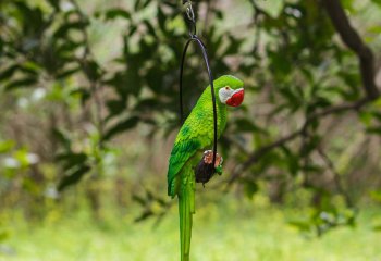 鹦鹉雕塑-玻璃钢材质森林树上踩着吊环的绿色鹦鹉雕塑
